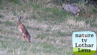 European wildcats meeting hunts mouse and meets hare. Eifel Germany