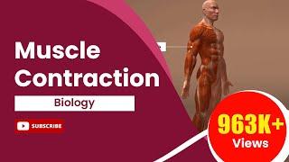 Muscle Contraction