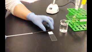 Bacterial smear preparation