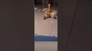 Dog Playing #edits #edit #editing #funny #meme #shortvideo #hilarious #comedy