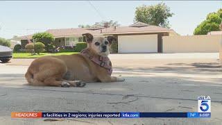 Dog hospitalized after ingesting meth at Anaheim neighborhood park
