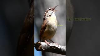 Carolina Wren Singing  Bird