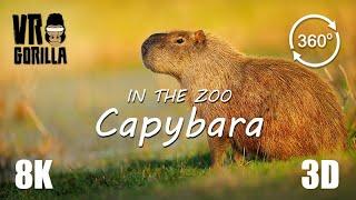 VR in the Zoo Capybara short - 8K 360 3D