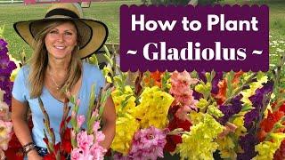 How to Plant Gladiolus Bulbs - Corms  Cranbury Fields Flower Farm