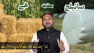 Silage Vs Hay  Which Fodder is better for Livestock  Dairy Farming in Pakistan