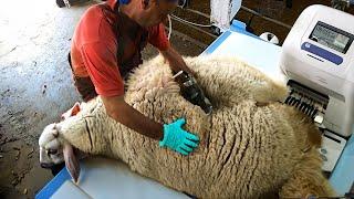 BIGGEST Overgrown RAM - Satisfying Modern Wool Shearing
