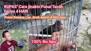 Cara MUDAH MENJINAKAN BURUNG  PUNAI HANYA DALAM 4 HARI.Langsung jinak.