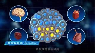 無限可能的起點 細胞治療幹細胞-中國附醫