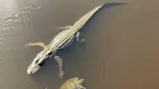 Gator and turtle high-five