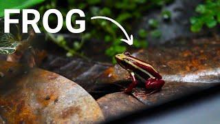 My Poison Dart Frogs Epipedobates anthonyi Santa Isabel
