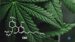 How to make CBD oil based products