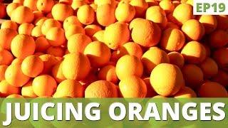 How to Juice Oranges  Zulay Citrus Juicer Tips  EP 19