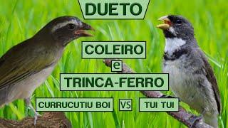 DUETO CURRUCUTIU BOI COM TUI TUI PURO DE TORNEIO #CantoDasAves