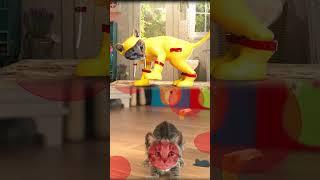 FUNNY PETS LITTLE KITTEN ADVENTURE - CAT CARE AND FUNNY MOMENTS