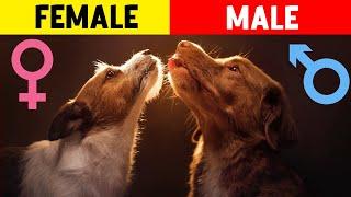 Male Dogs vs Female Dogs Amazing Differences That Will Surprise You