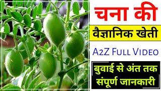 Sugarcane farming. Scientific cultivation of gram. From sowing to harvesting- A2Z Video Hindi How to cultivate gram?