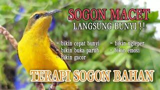 terapi sogon macet bunyi jadi langsung bunyi #terapisogonagarbunyi