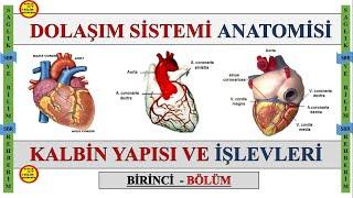 1-Dolaşım Sistemi Anatomisi  Kalbin Odacıkları  Kapakçıkları  Uyarı ve İleti Sistemi Konuanlatımı