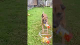 Belgian malinois dog jump training 233456 #shepherd #belgianmalinois #dogtraining