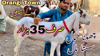 Sirf 35 Hazar Me Qurbani 2024 Ka bakray ️ Asad Bhai New Collection Le Aye   Bakra Mandi 2024