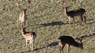 Scatti invernali  La fauna del nostro appennino 