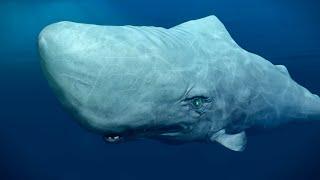 GIANT WHITE WHALE  The Deep