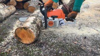 Бензопила STIHL MS 231  Заготовка дров. Берёза