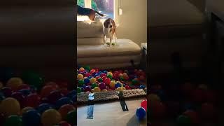 Puppy gets Ball Pit Surprise