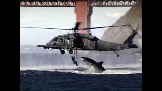 Shark attacks Navy Helicopter
