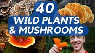40 Edible Mushrooms and Plants You can Forage