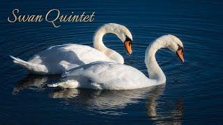Swan Quintet — Marcia Stockton composer inventor