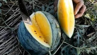 YELLOW WATERMELON CULTIVATION 