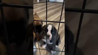 European Boxer Puppies AKC