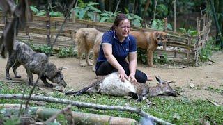 The Dogs Attacked My Goat - Process Making Smoked Goat Meat  Lý Thị Ca