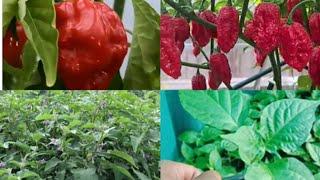 How to Grow king Chillies  Chillies Growing skill  Full video coming soon  Village vlog