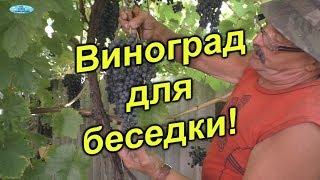 Отличные сорта неукрывного винограда для беседки