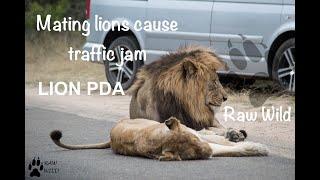 Mating Lions cause traffic jam - Kruger National Park Raw Wild