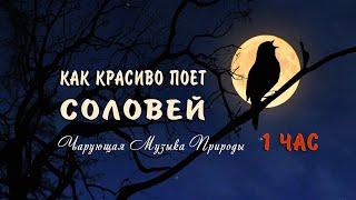 Как красиво поет соловей ночью в лесу слушать 1 ЧАС  Божественно Чарующие звуки природы для души