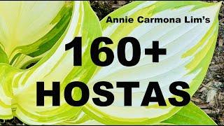 160+ HOSTAS some with description. Lots of new ones Enjoy with classical music.