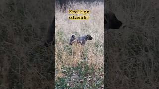 ÇOK CAN YAKACAK #sivaskangalı #kangal #alabai #köpek #dog