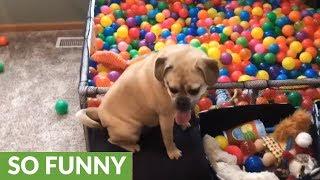 Happy dogs run and jump in homemade ball pit