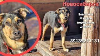 Помогите найти собаку Марусю Новосибирск  Пристроена из приюта в новый дом сбежала 14 апреля 2023