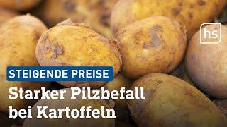 Pilzbefall Preise für Kartoffeln könnten steigen  hessenschau