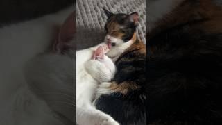 Cat sleep #shortvideo