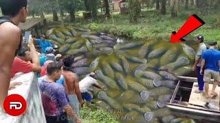 FENOMENA ANEH Detik-detik Ratusan Ikan Sebesar Manusia Muncul Penuhi Sungai Bikin Warga Gempar