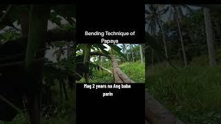 papaya bending #papaya