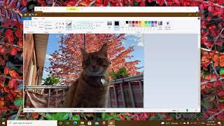How to resize a picture quickly using Paint app in Windows 10 11