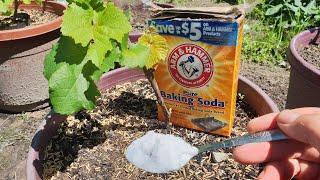 Baking soda hack organic pesticide for plants