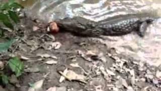 Gator Bites An Electric Eel & Gets Shocked To Death