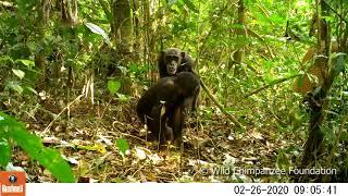 Critically endangered western chimpanzees filmed in Grebo-Krahn National Park Liberia
